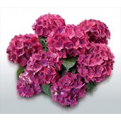 Гортензия Hydrangea HOT RED LILA